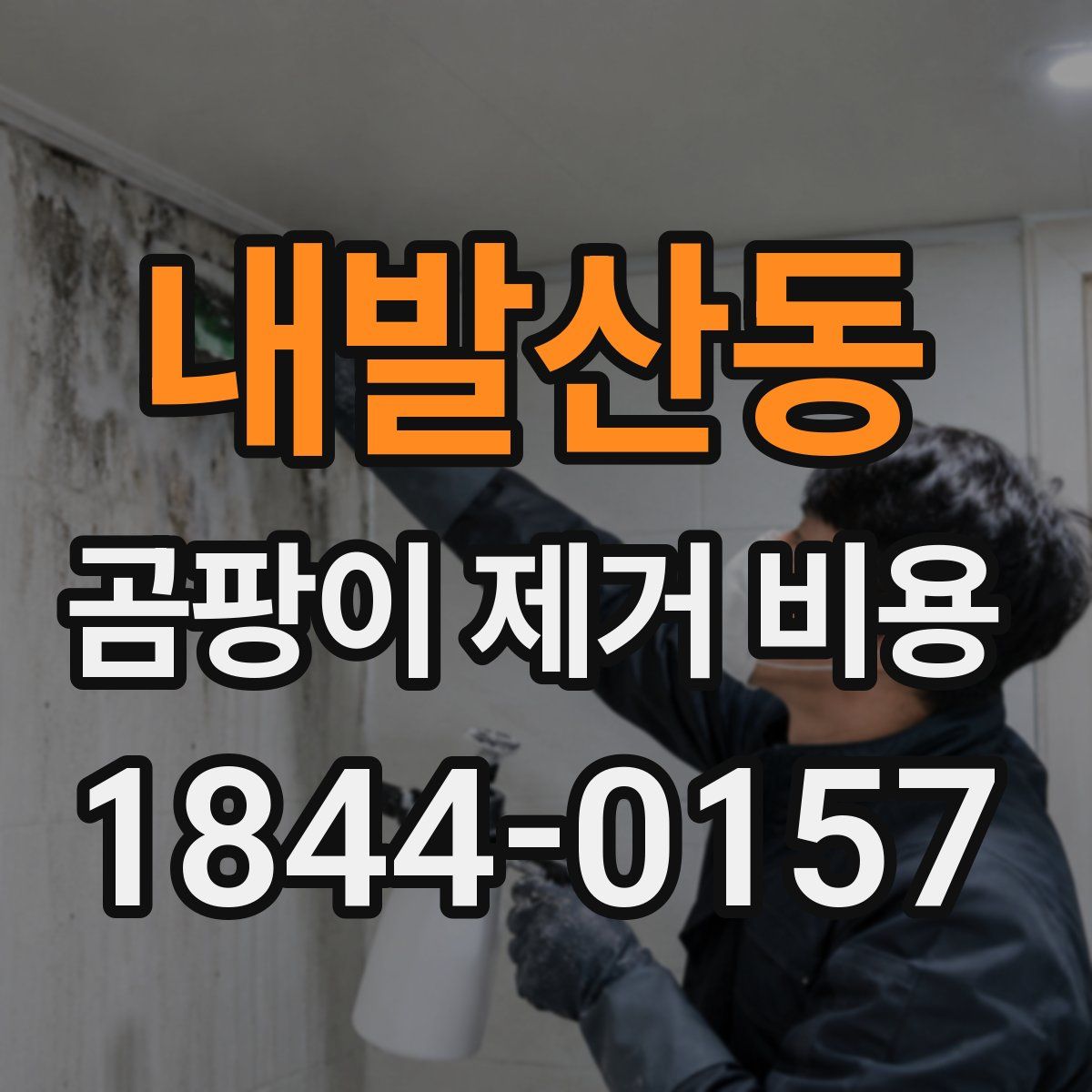 내발산동 곰팡이 제거 비용