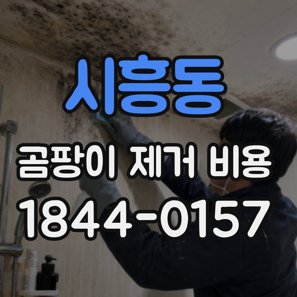 시흥동 곰팡이 제거 비용