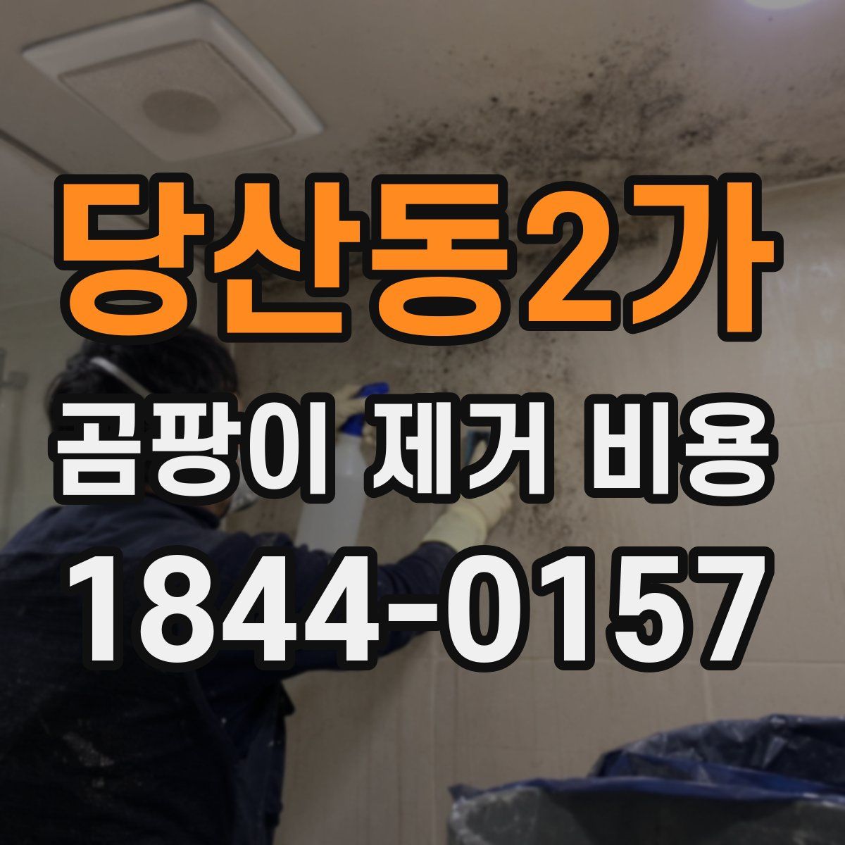 당산동2가 곰팡이 제거 비용