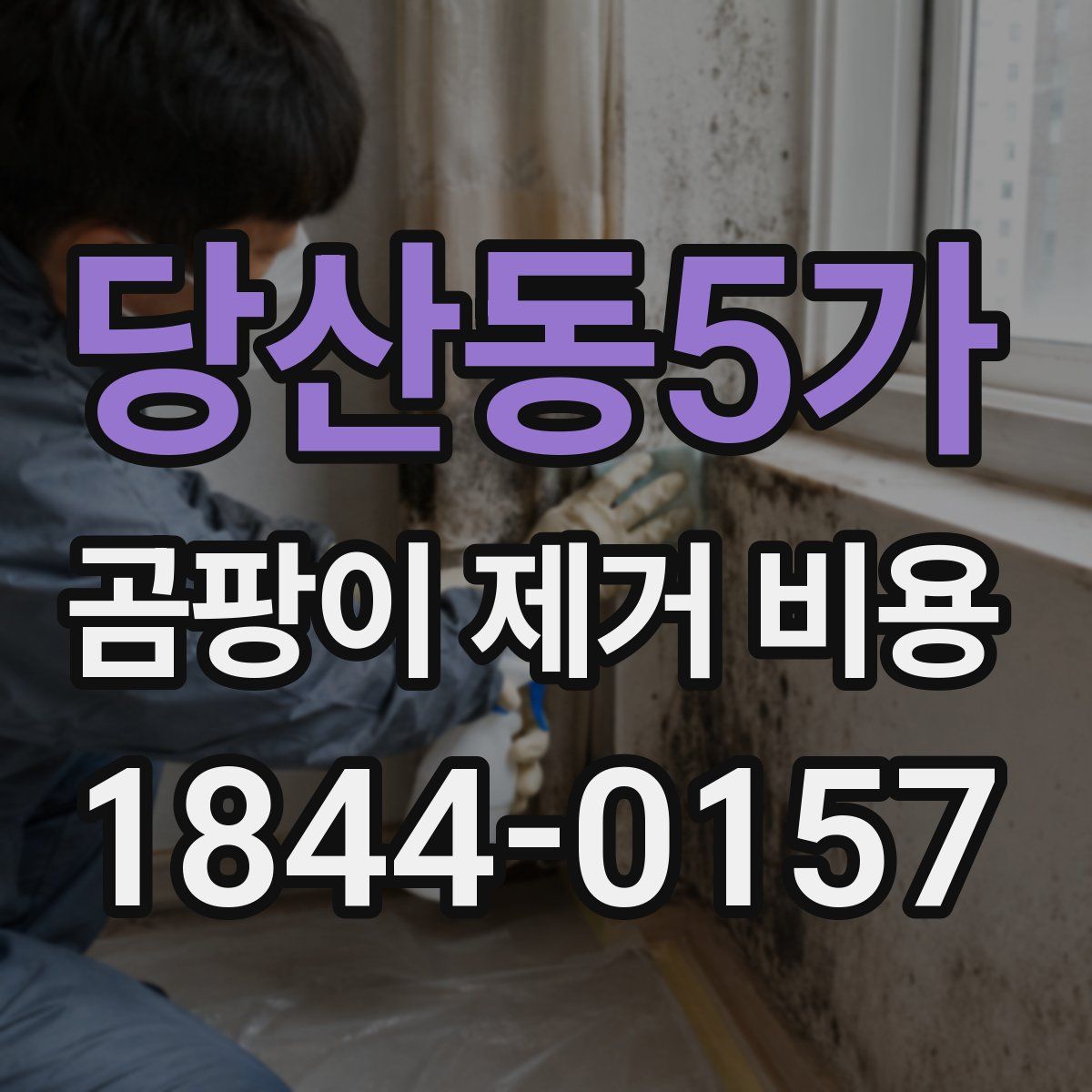 당산동5가 곰팡이 제거 비용
