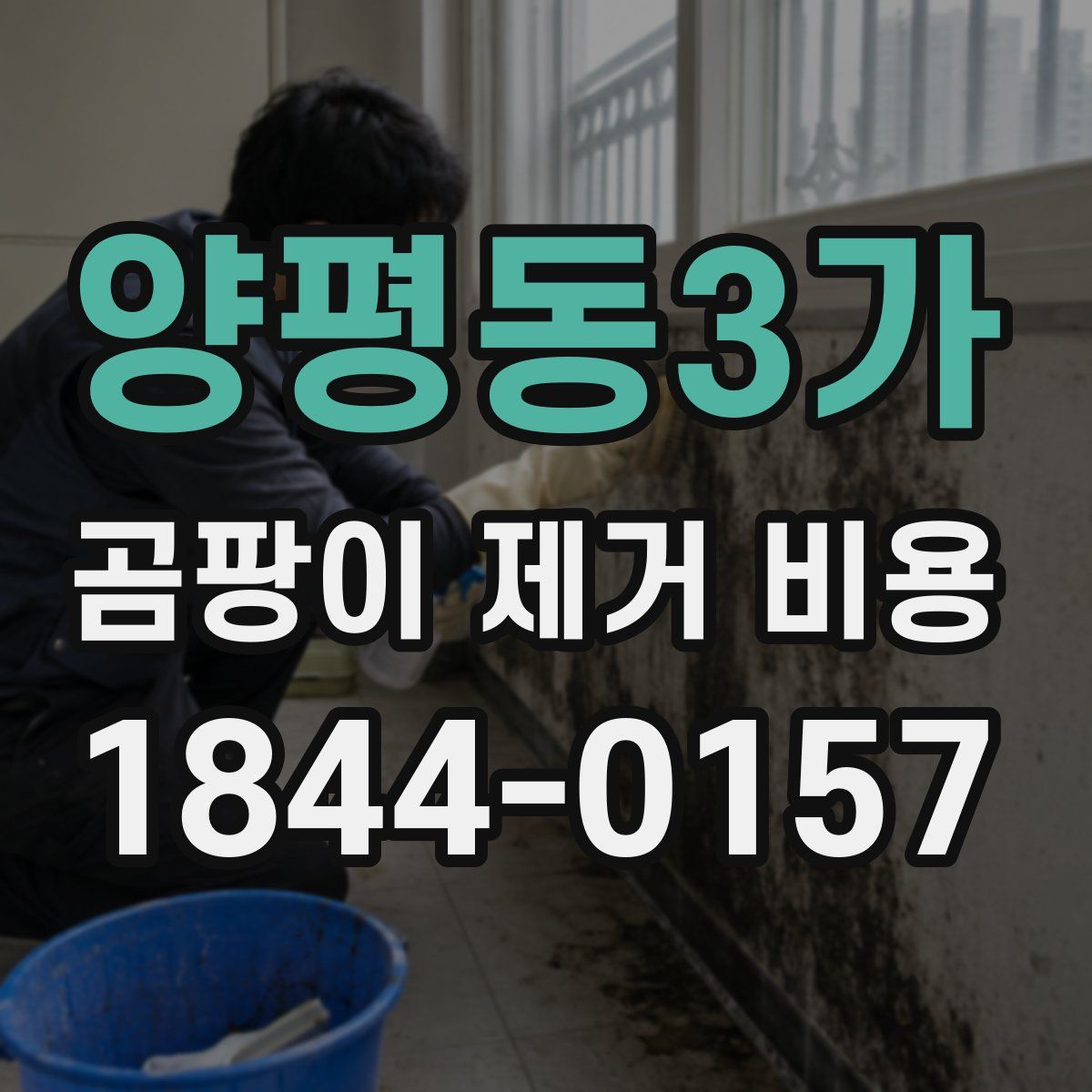 양평동3가 곰팡이 제거 비용