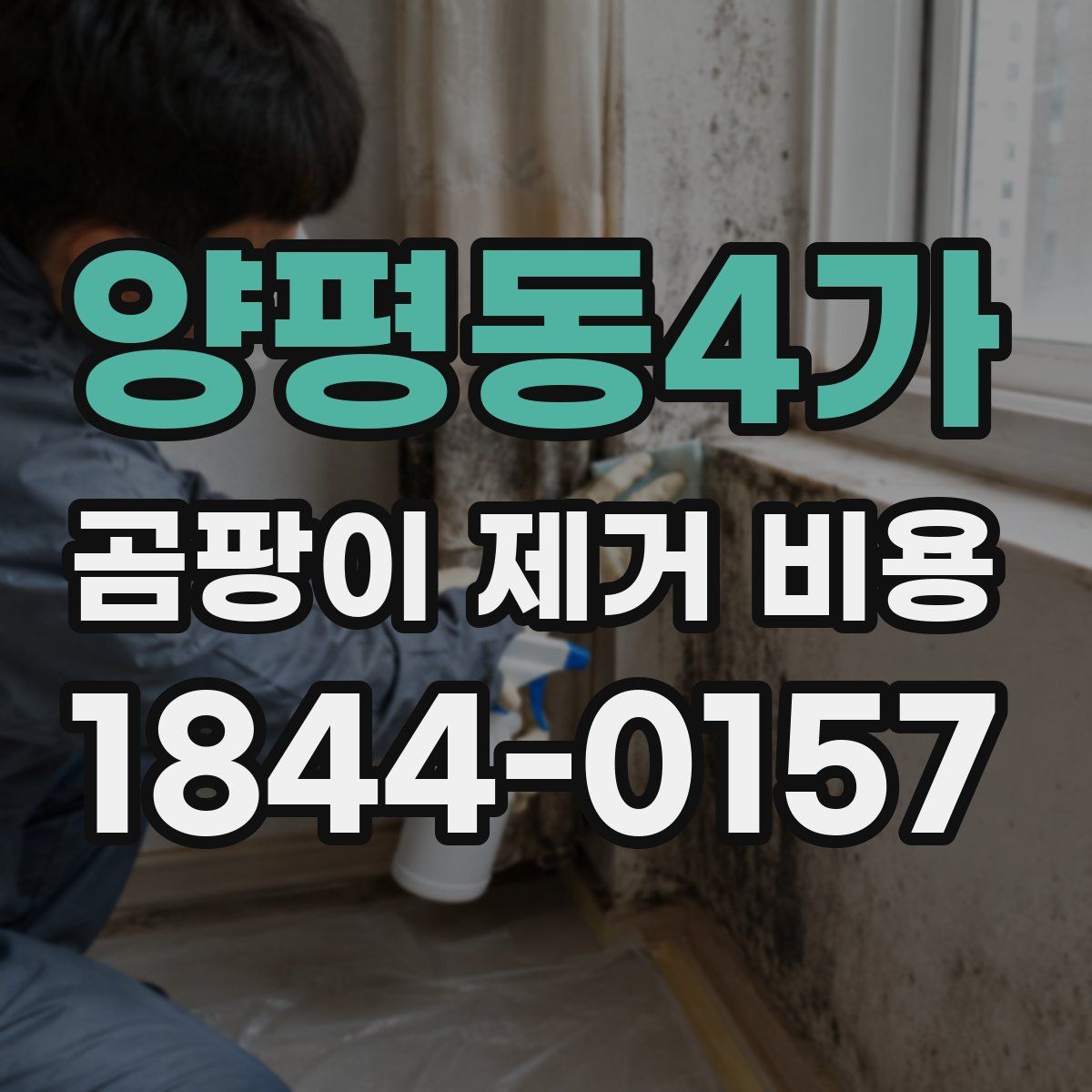 양평동4가 곰팡이 제거 비용
