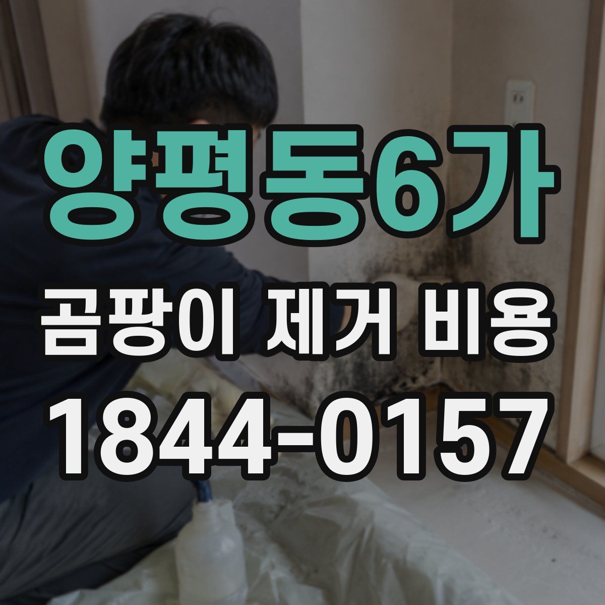 양평동6가 곰팡이 제거 비용