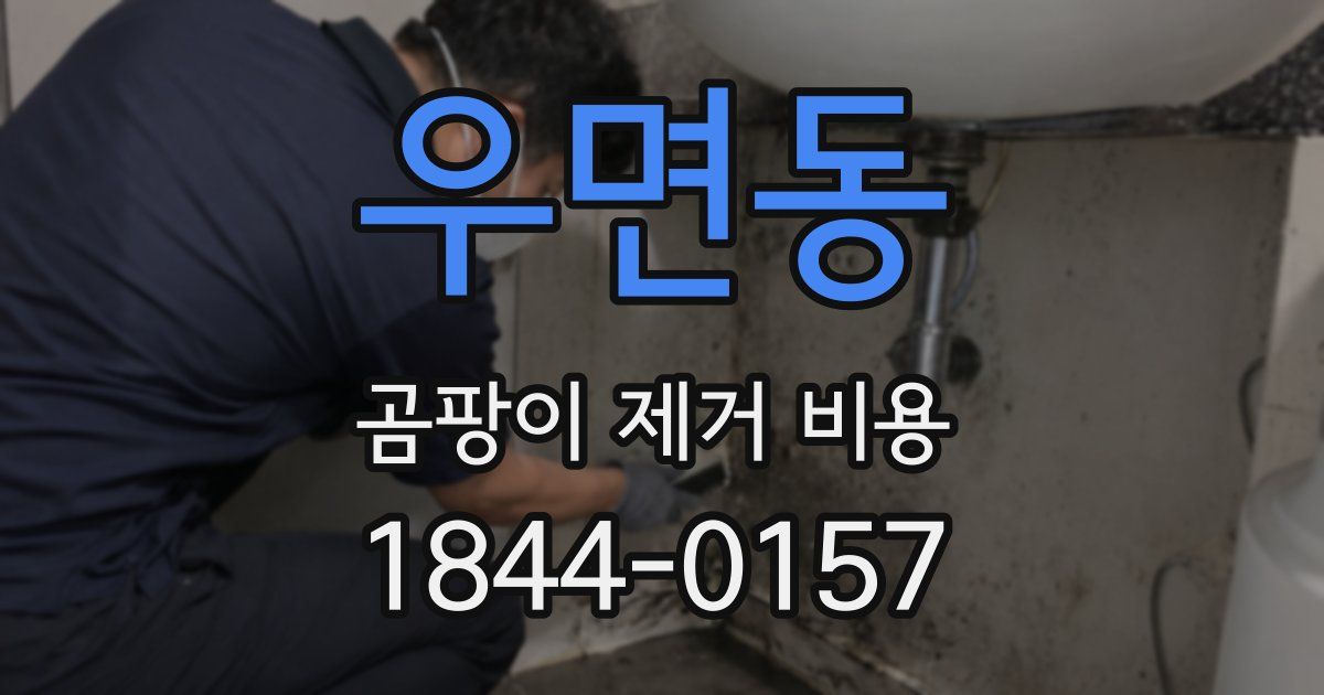 우면동 곰팡이 제거 비용