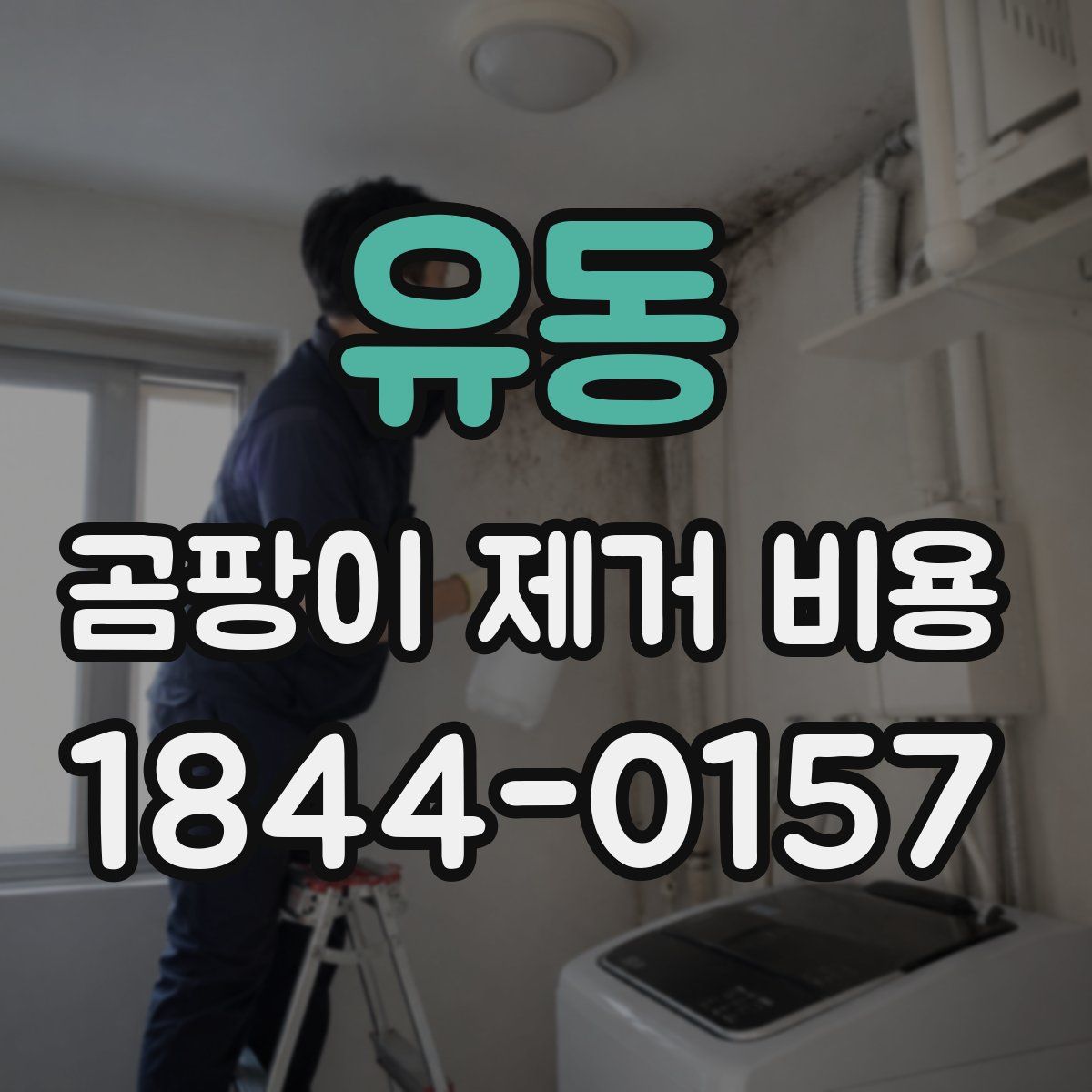 유동 곰팡이 제거 비용