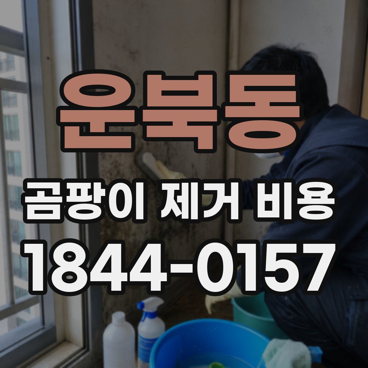 운북동 곰팡이 제거 비용