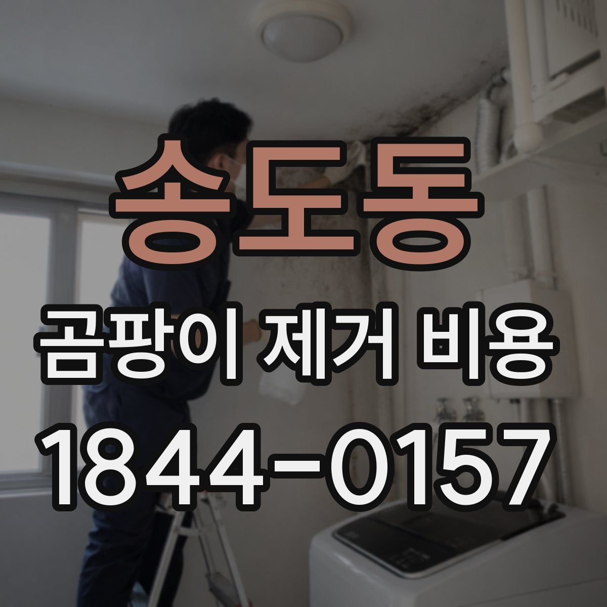 송도동 곰팡이 제거 비용