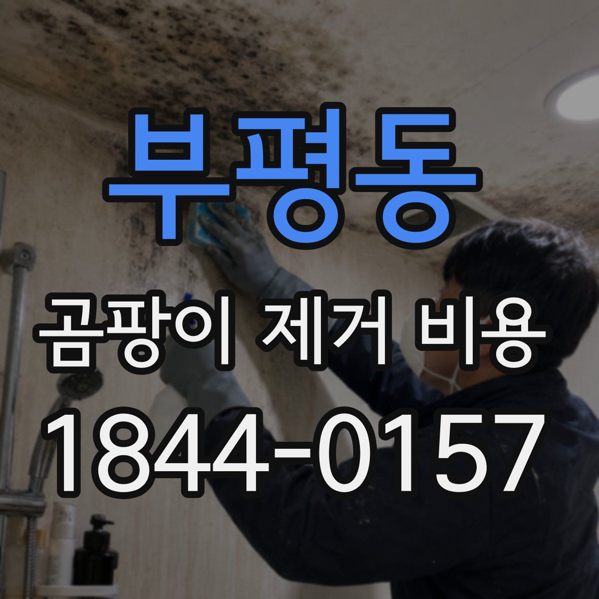 부평동 곰팡이 제거 비용
