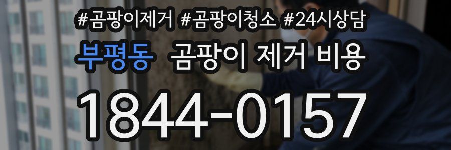 부평동 곰팡이 제거 비용