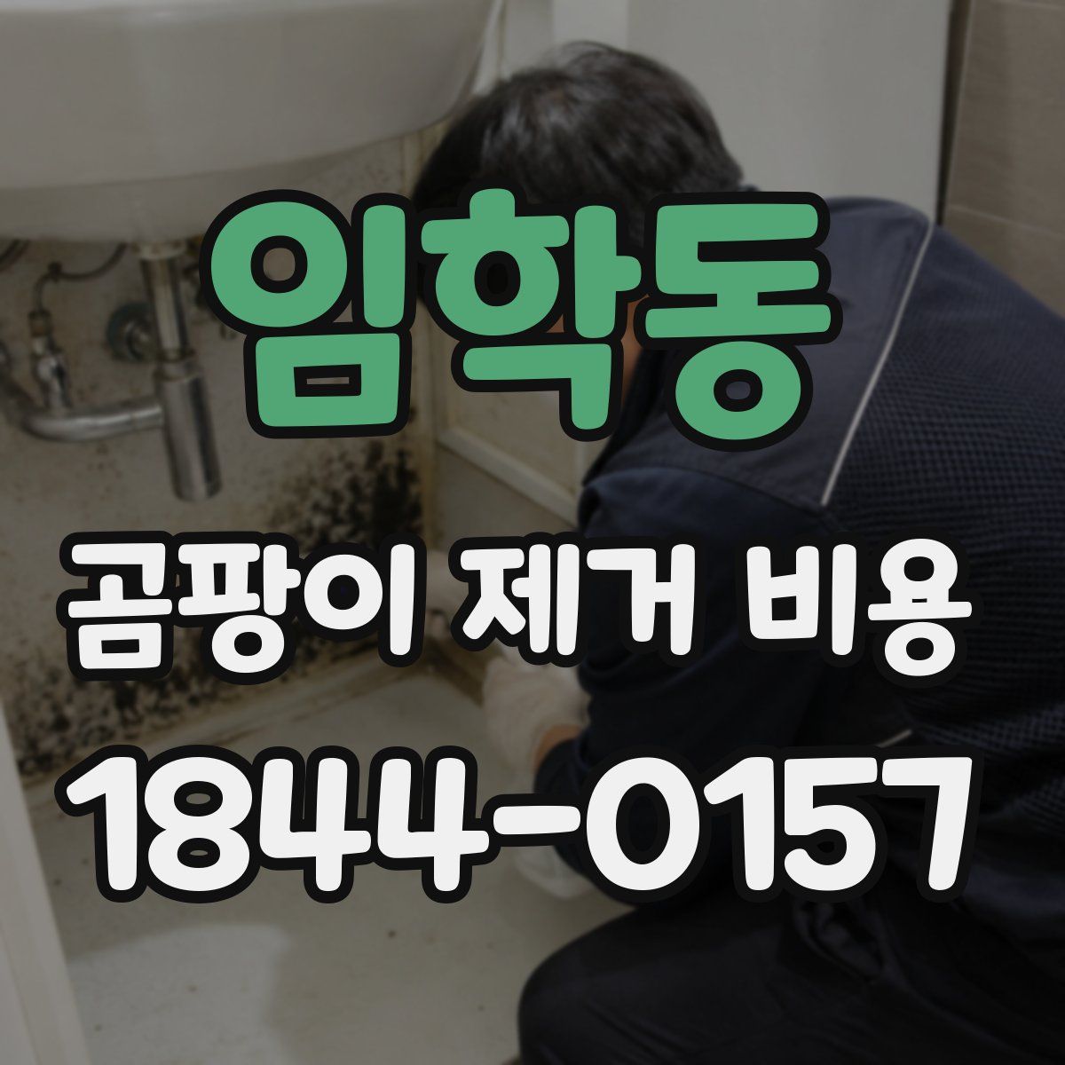 임학동 곰팡이 제거 비용