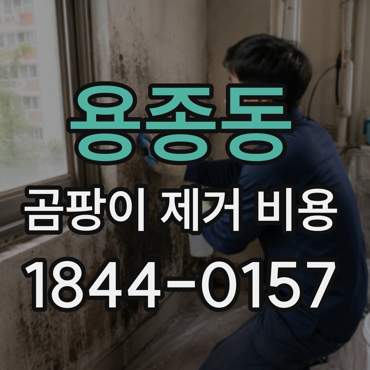 용종동 곰팡이 제거 비용