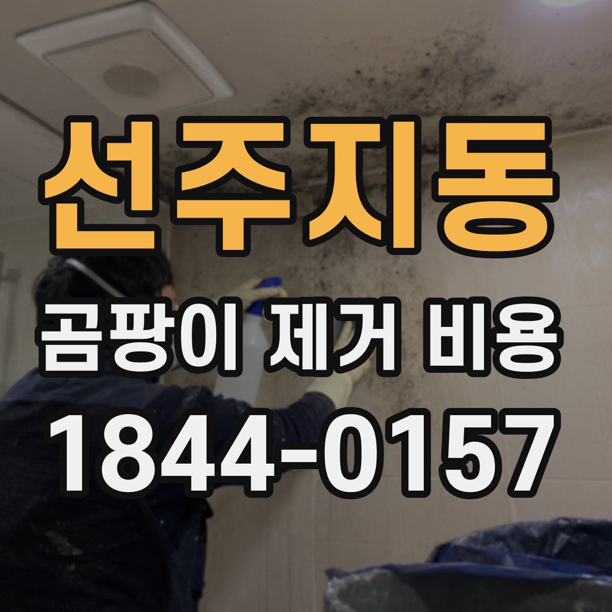 선주지동 곰팡이 제거 비용