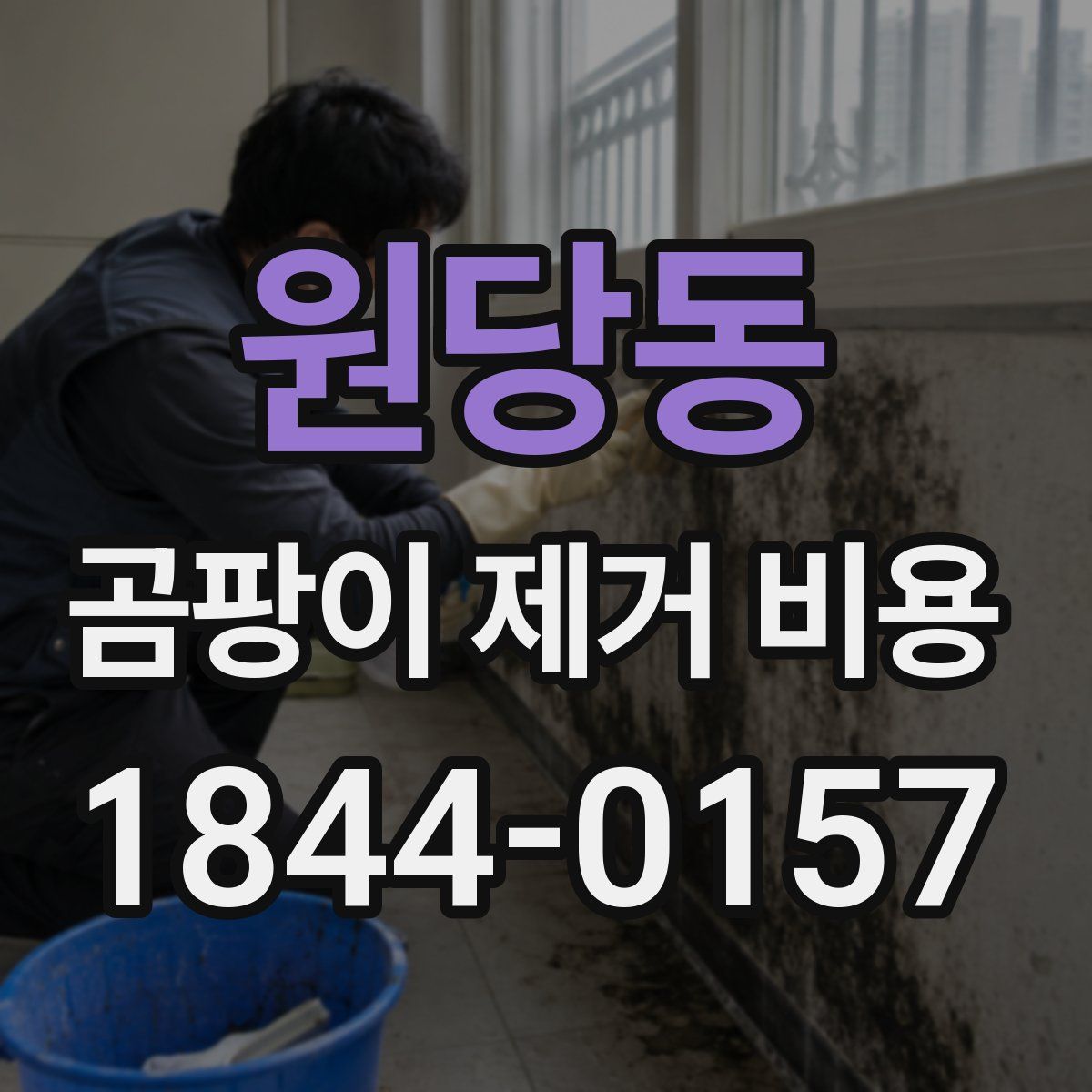 원당동 곰팡이 제거 비용