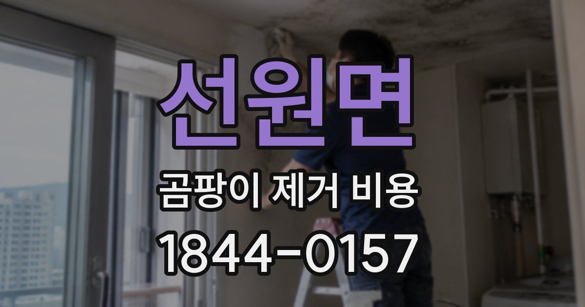 선원면 곰팡이 제거 비용