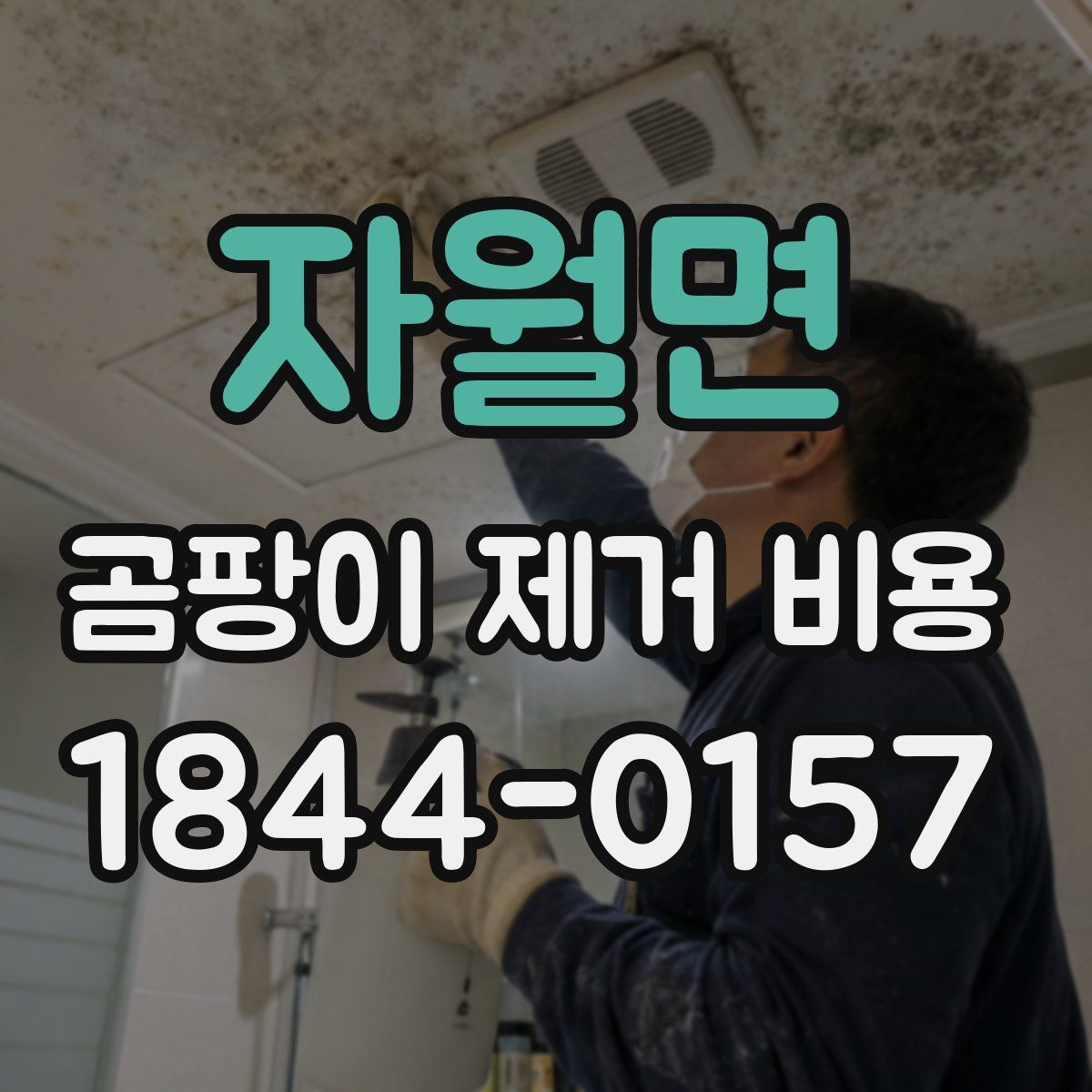 자월면 곰팡이 제거 비용