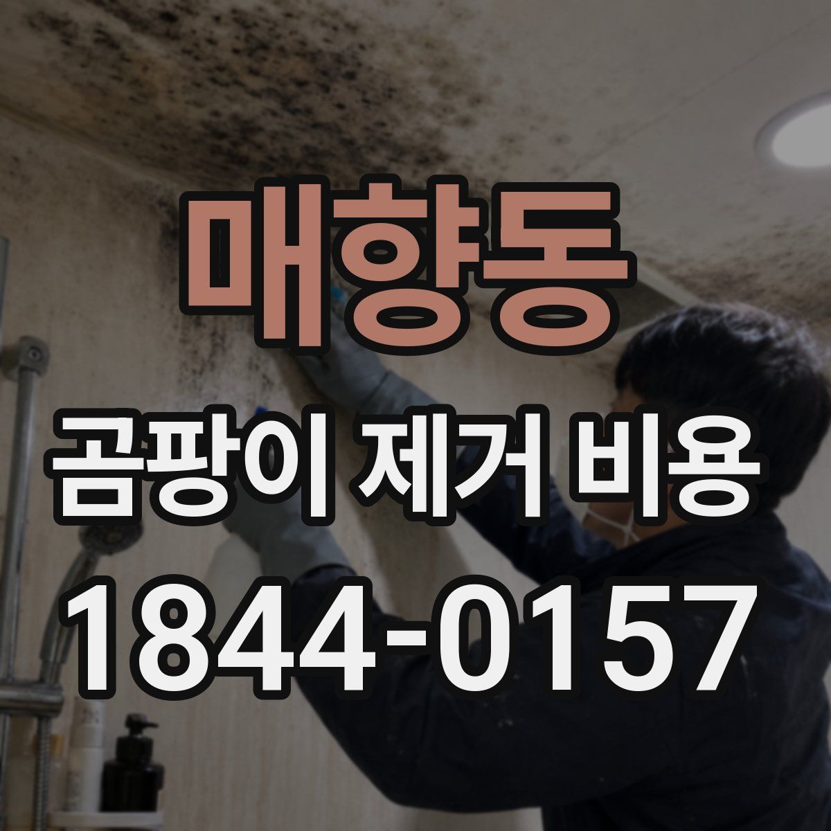 매향동 곰팡이 제거 비용
