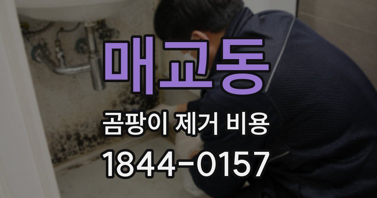 매교동 곰팡이 제거 비용