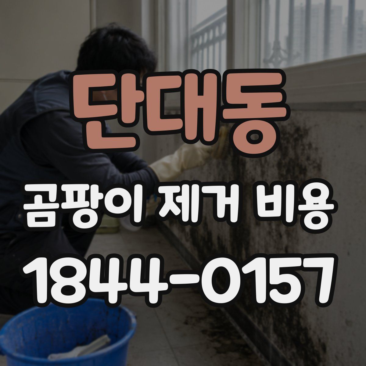 단대동 곰팡이 제거 비용