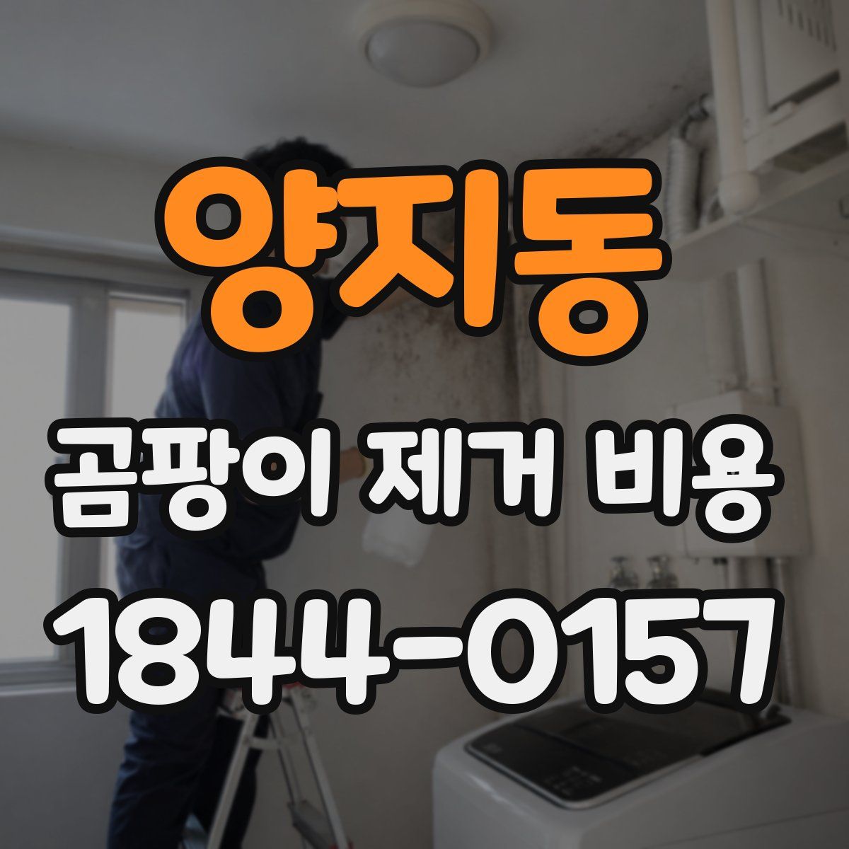 양지동 곰팡이 제거 비용