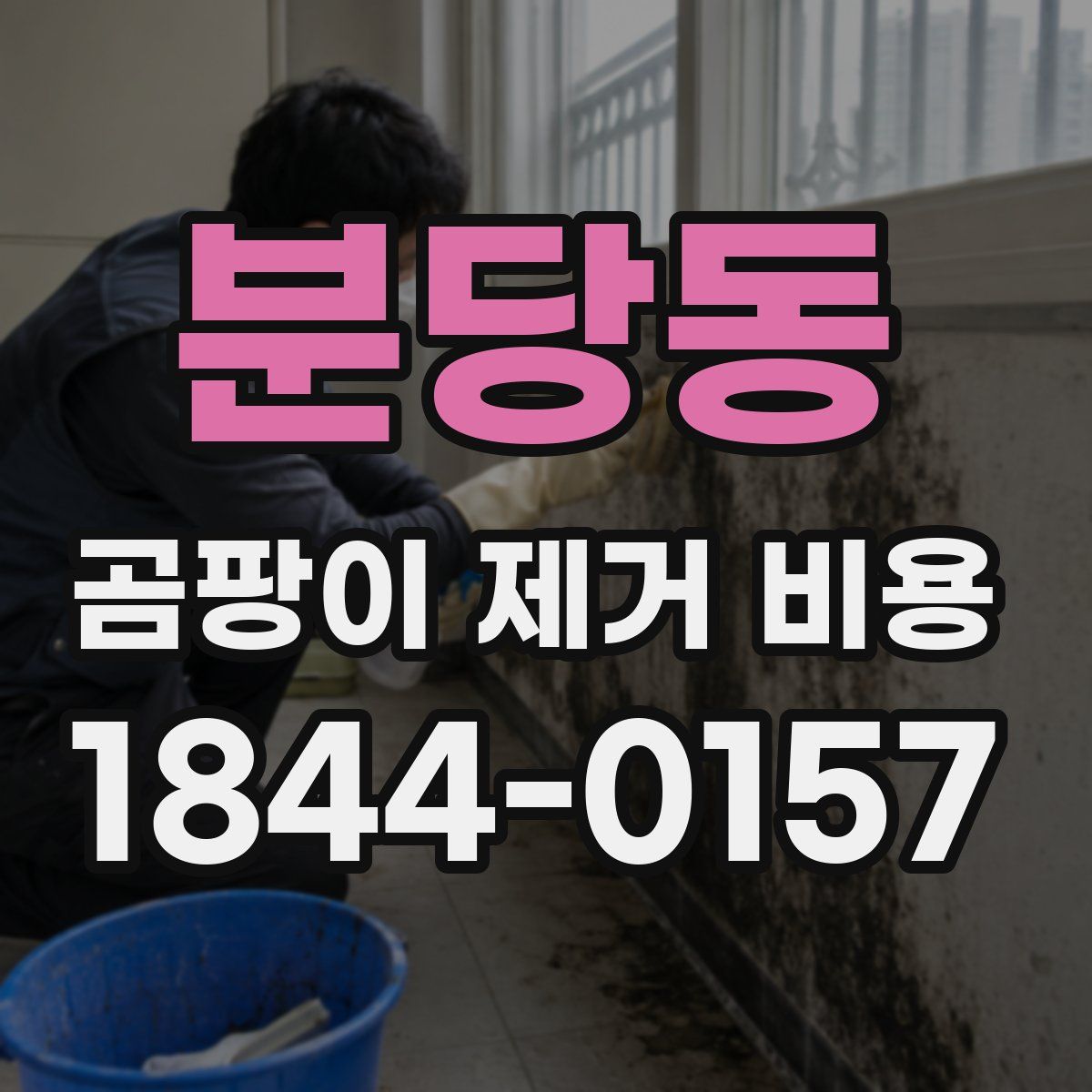 분당동 곰팡이 제거 비용