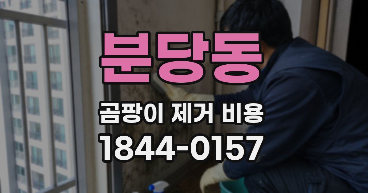 분당동 곰팡이 제거 비용