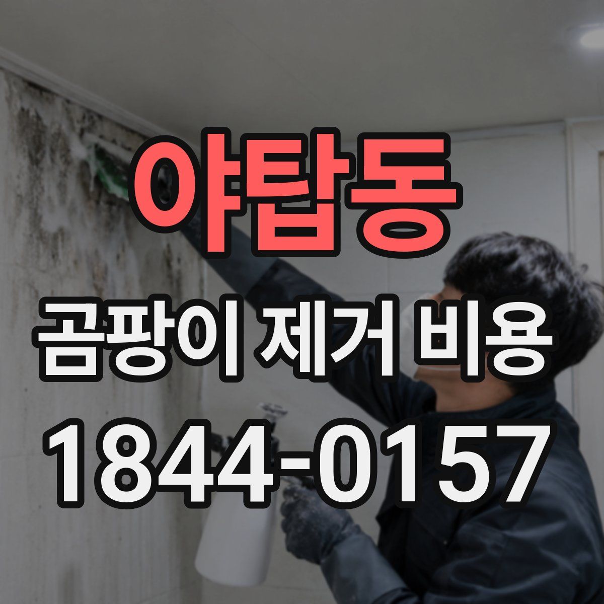 야탑동 곰팡이 제거 비용