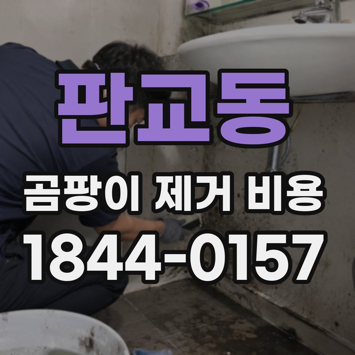 판교동 곰팡이 제거 비용