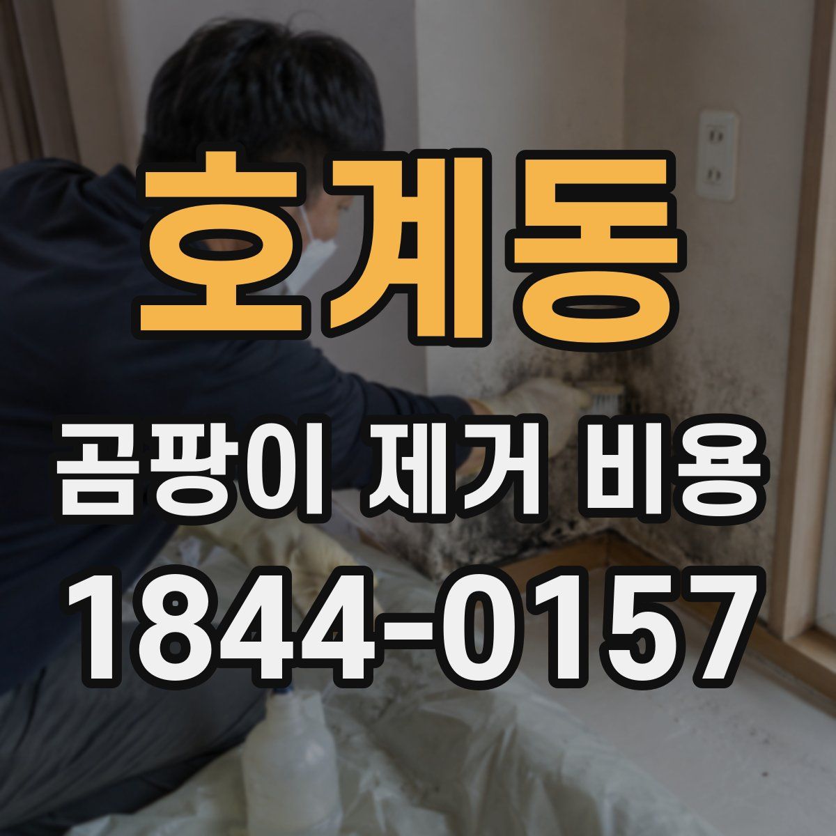 호계동 곰팡이 제거 비용