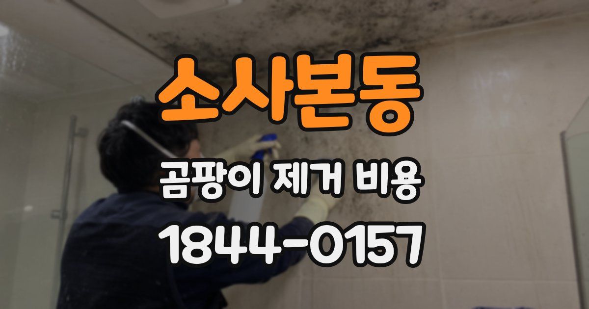 소사본동 곰팡이 제거 비용