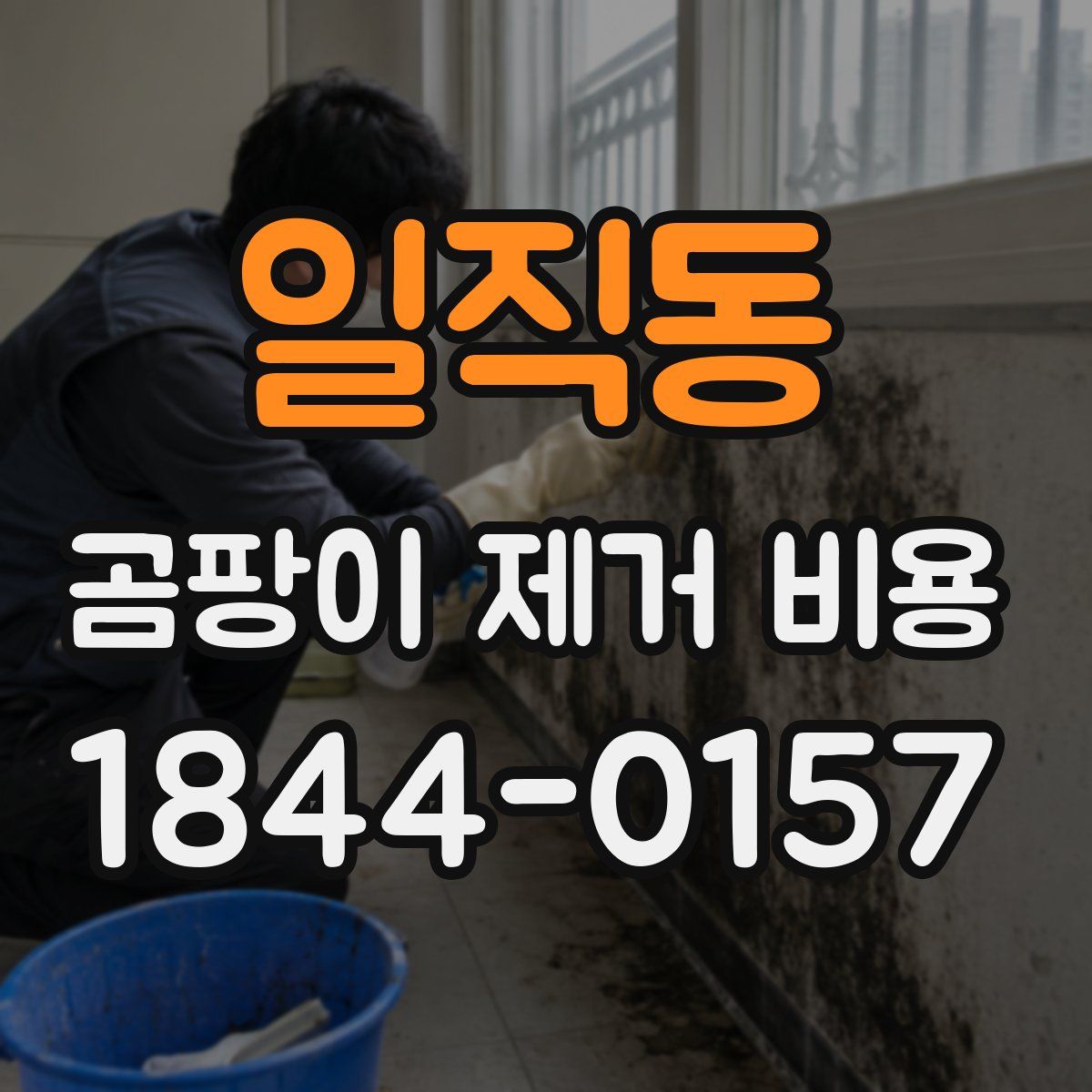 일직동 곰팡이 제거 비용