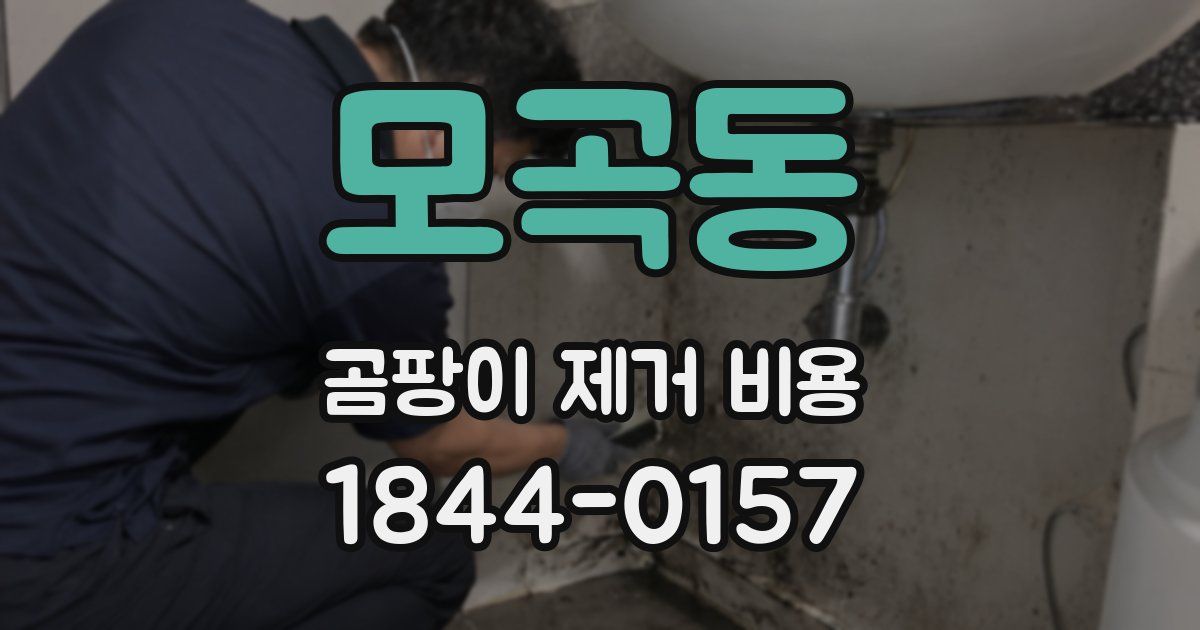 모곡동 곰팡이 제거 비용