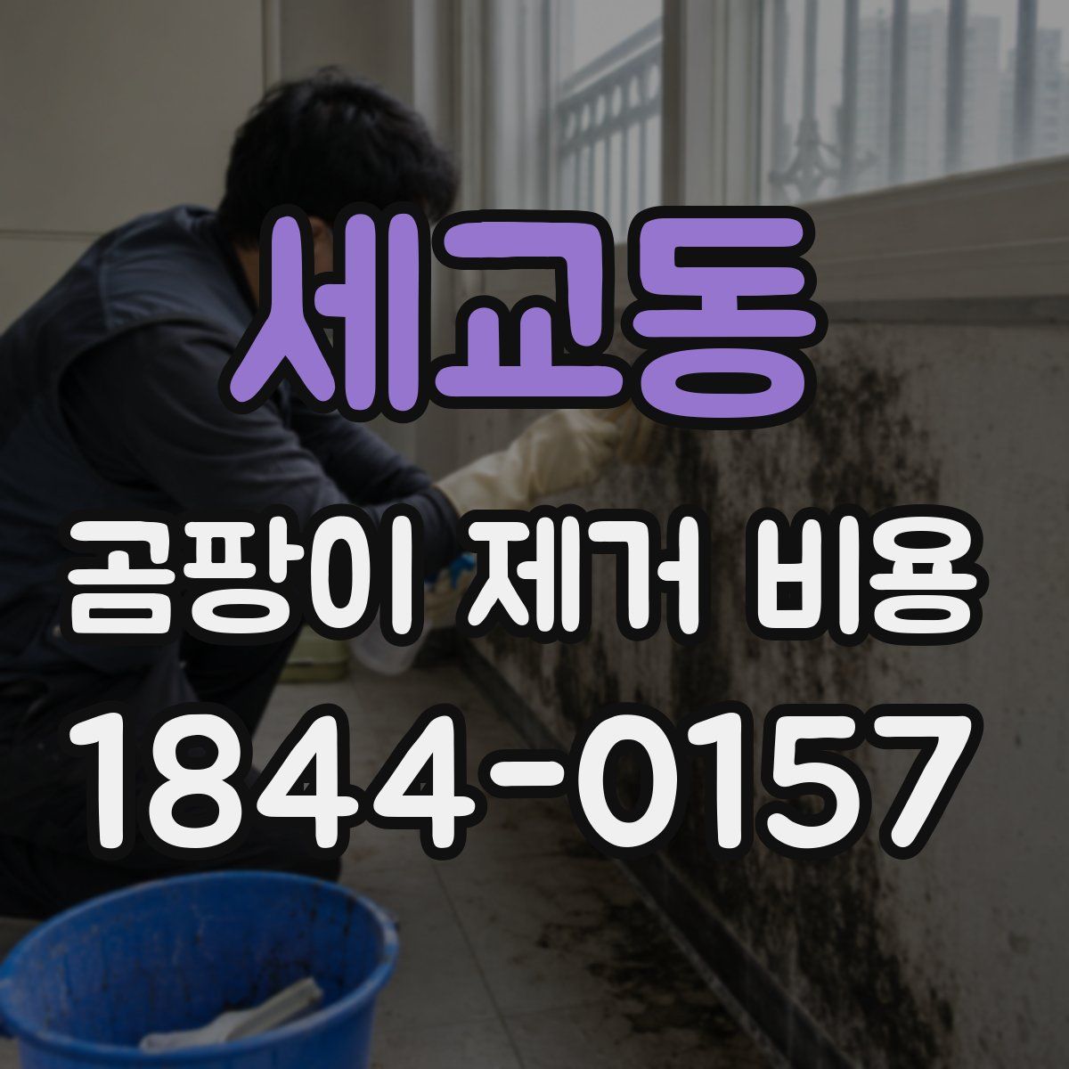 세교동 곰팡이 제거 비용