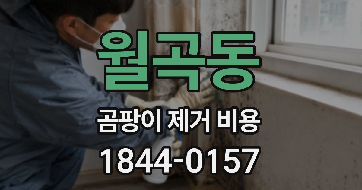월곡동 곰팡이 제거 비용