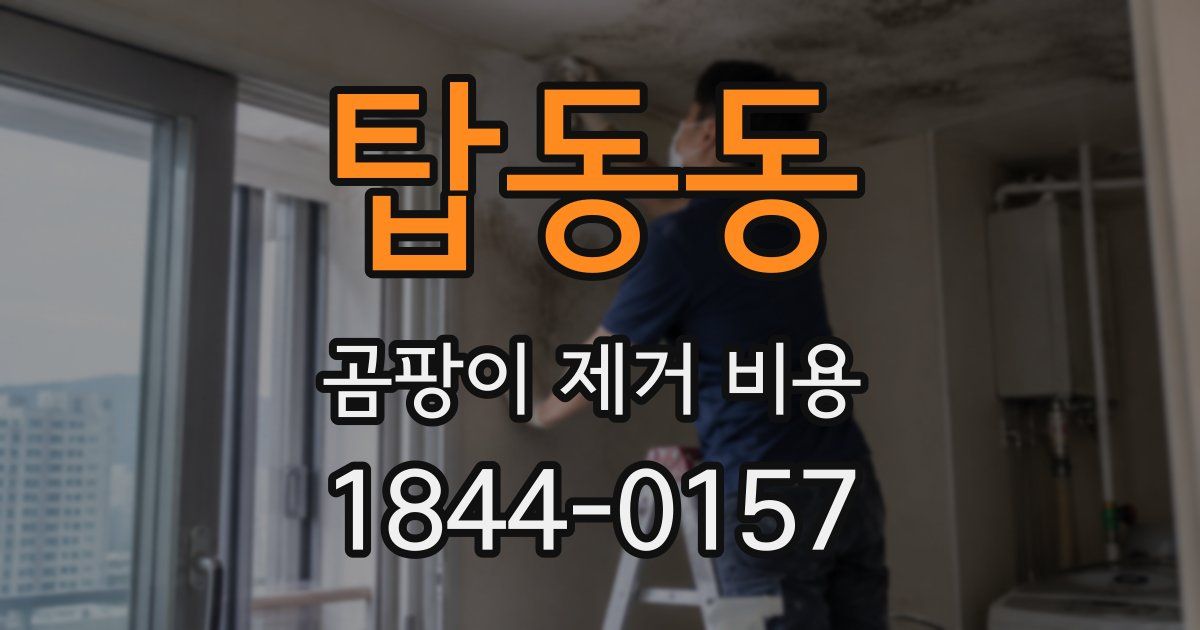 탑동동 곰팡이 제거 비용