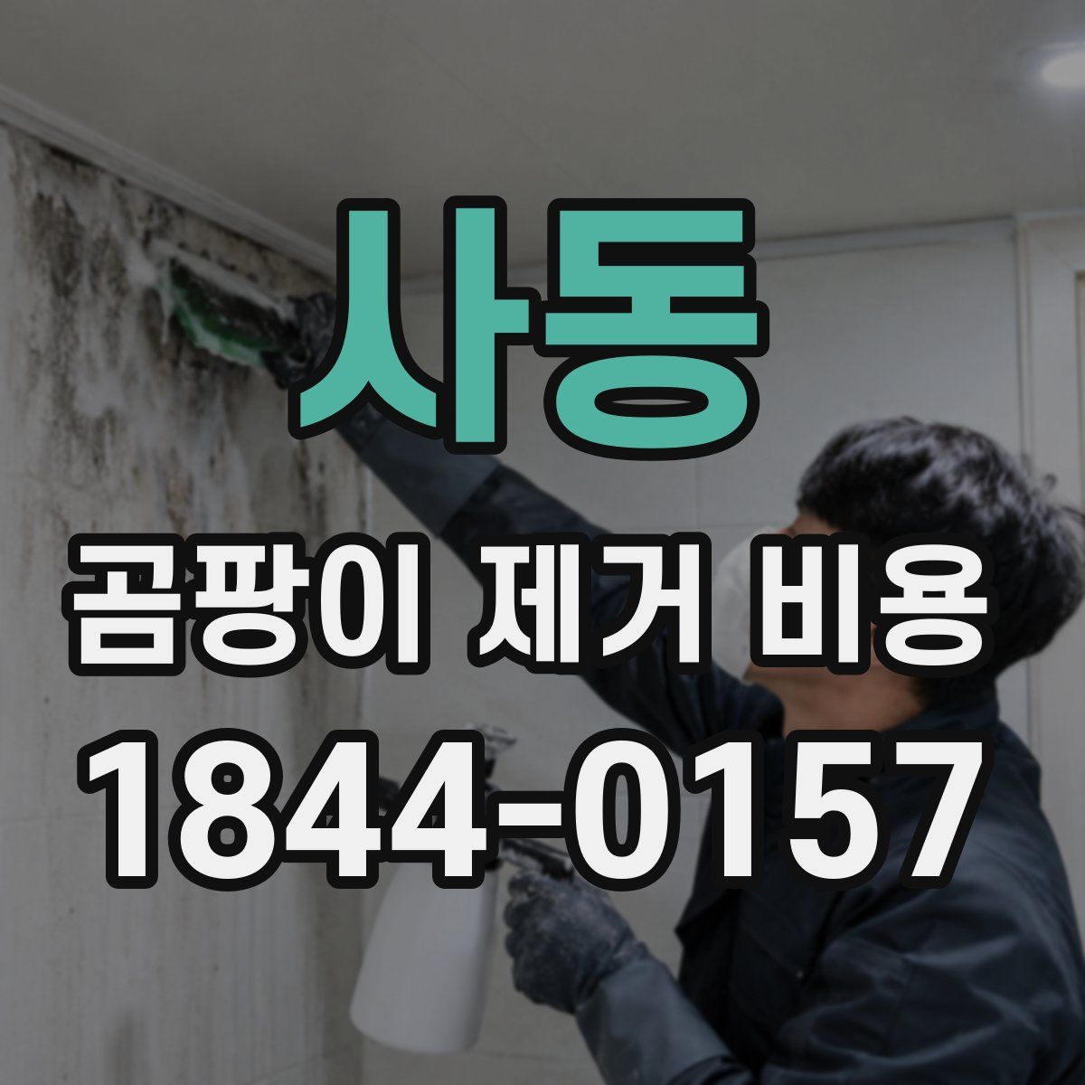 사동 곰팡이 제거 비용