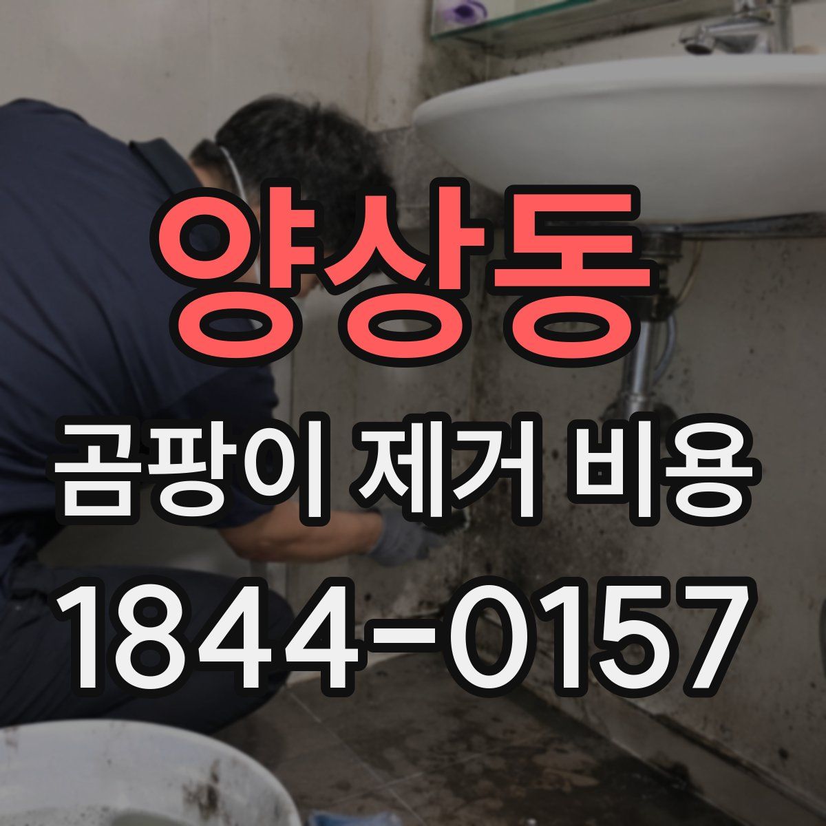 양상동 곰팡이 제거 비용