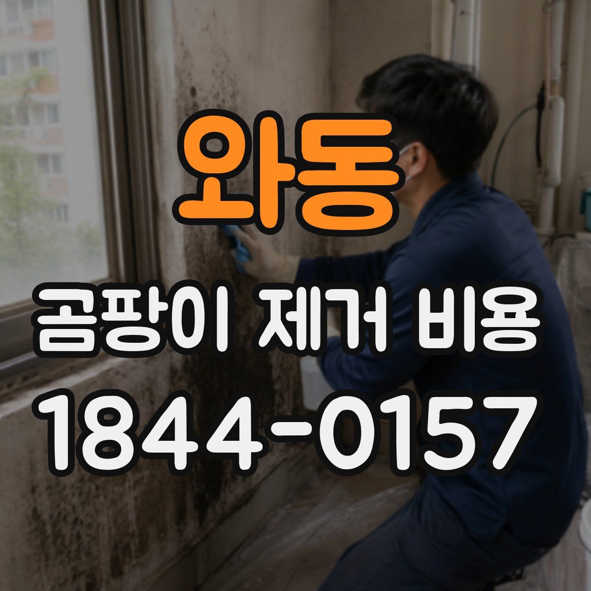 와동 곰팡이 제거 비용