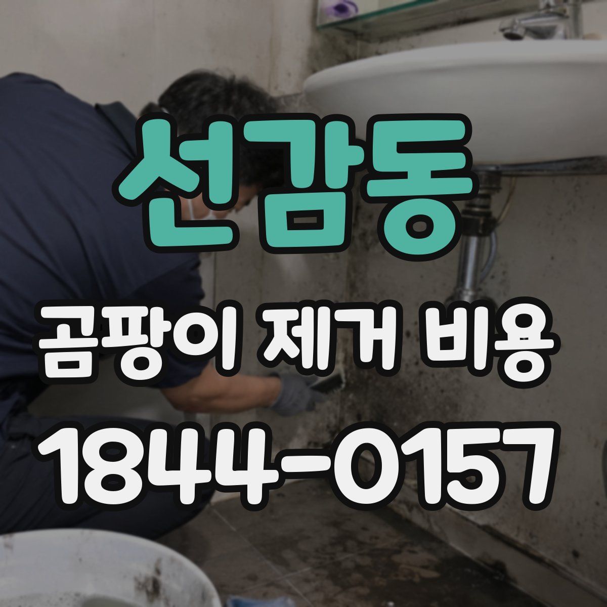 선감동 곰팡이 제거 비용