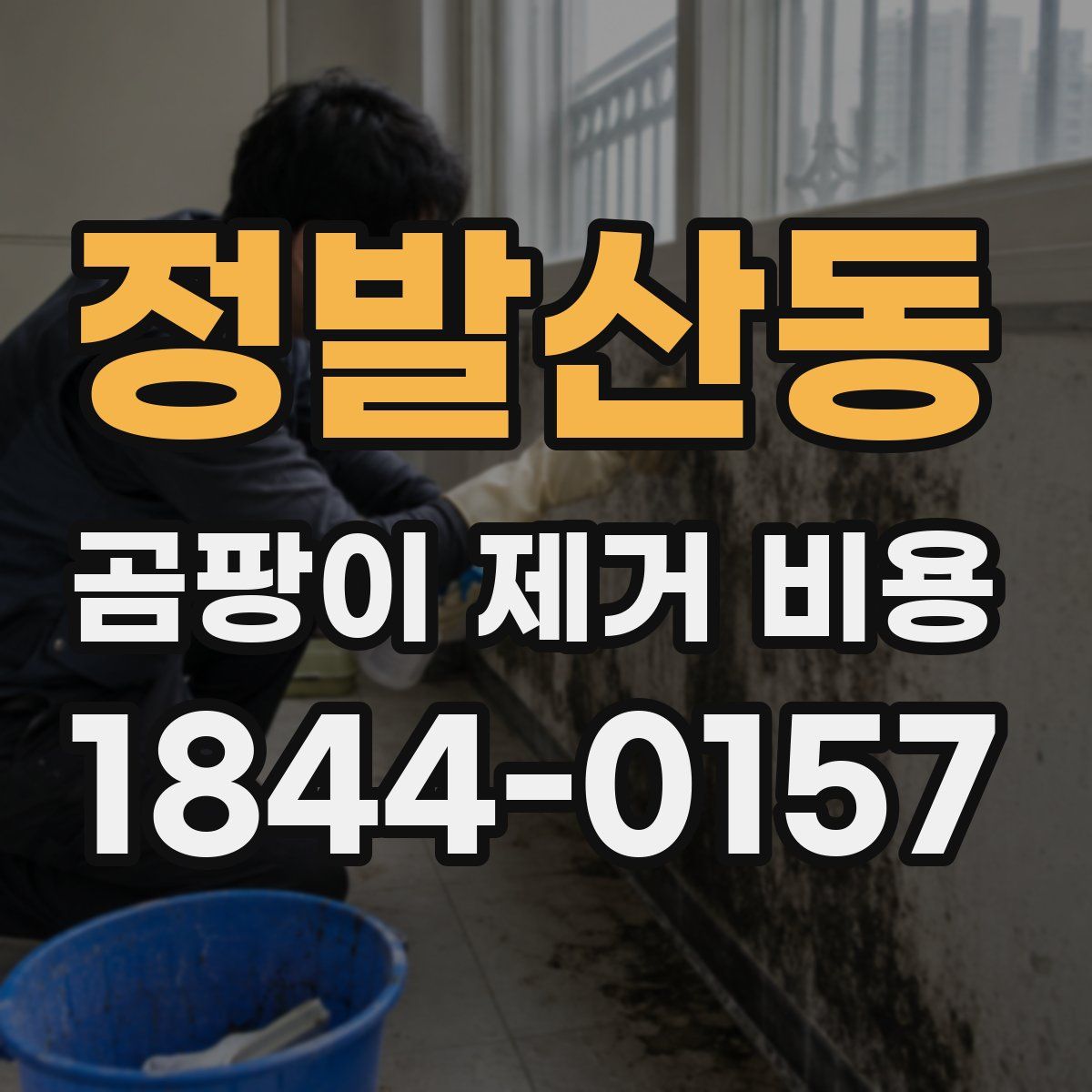 정발산동 곰팡이 제거 비용