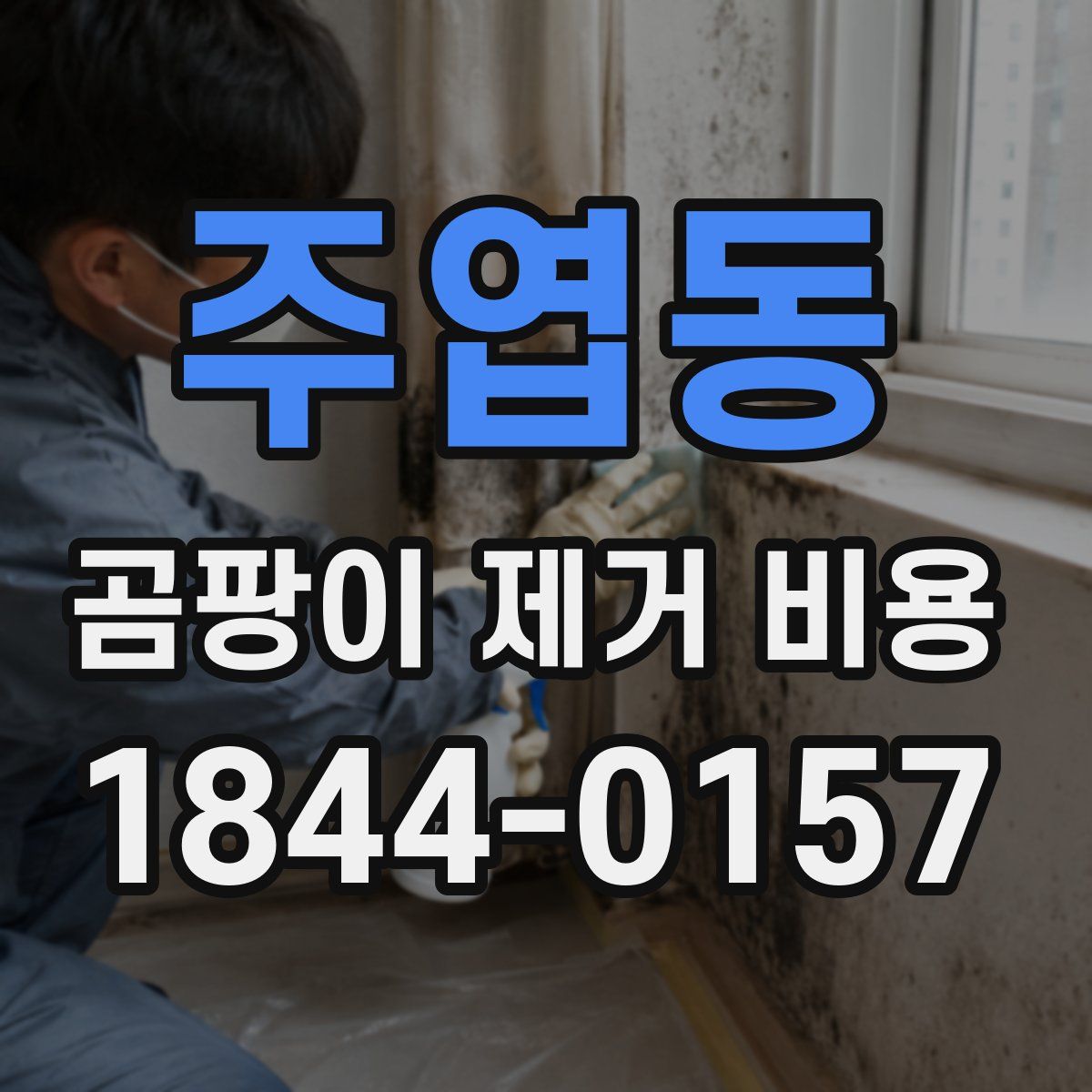 주엽동 곰팡이 제거 비용