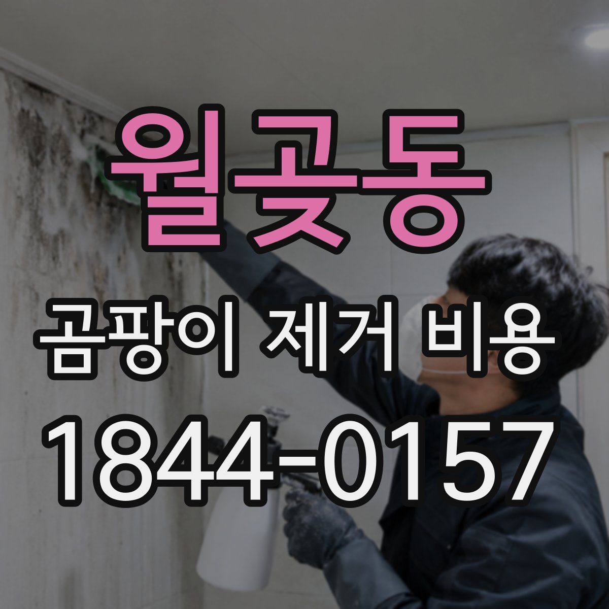 월곶동 곰팡이 제거 비용