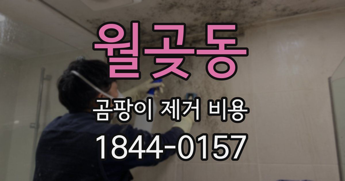월곶동 곰팡이 제거 비용