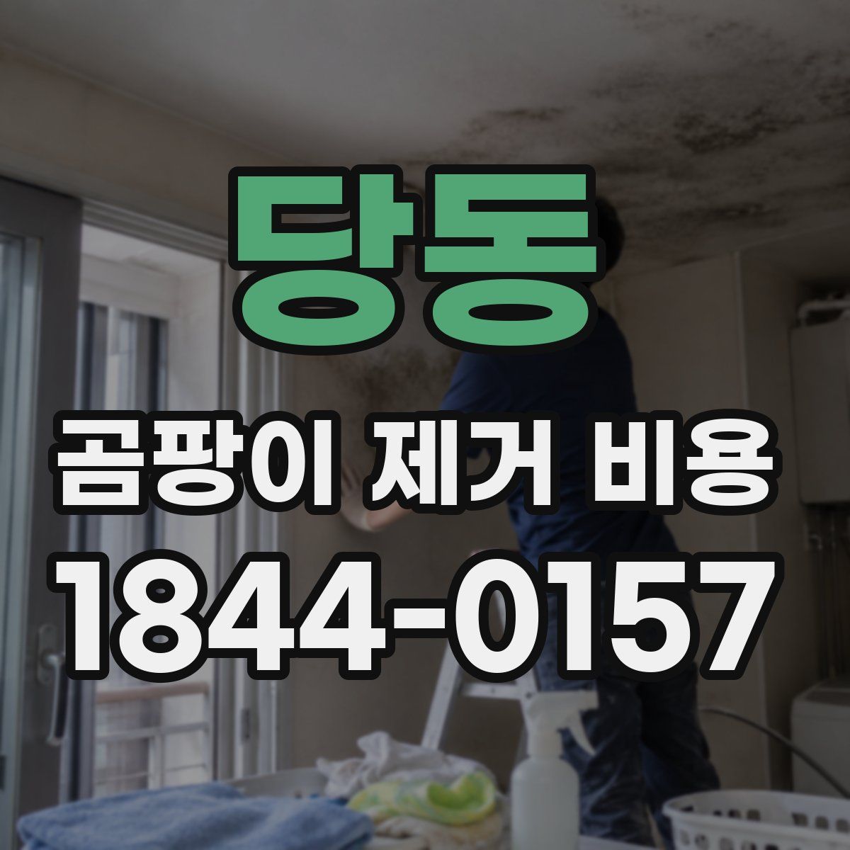 당동 곰팡이 제거 비용