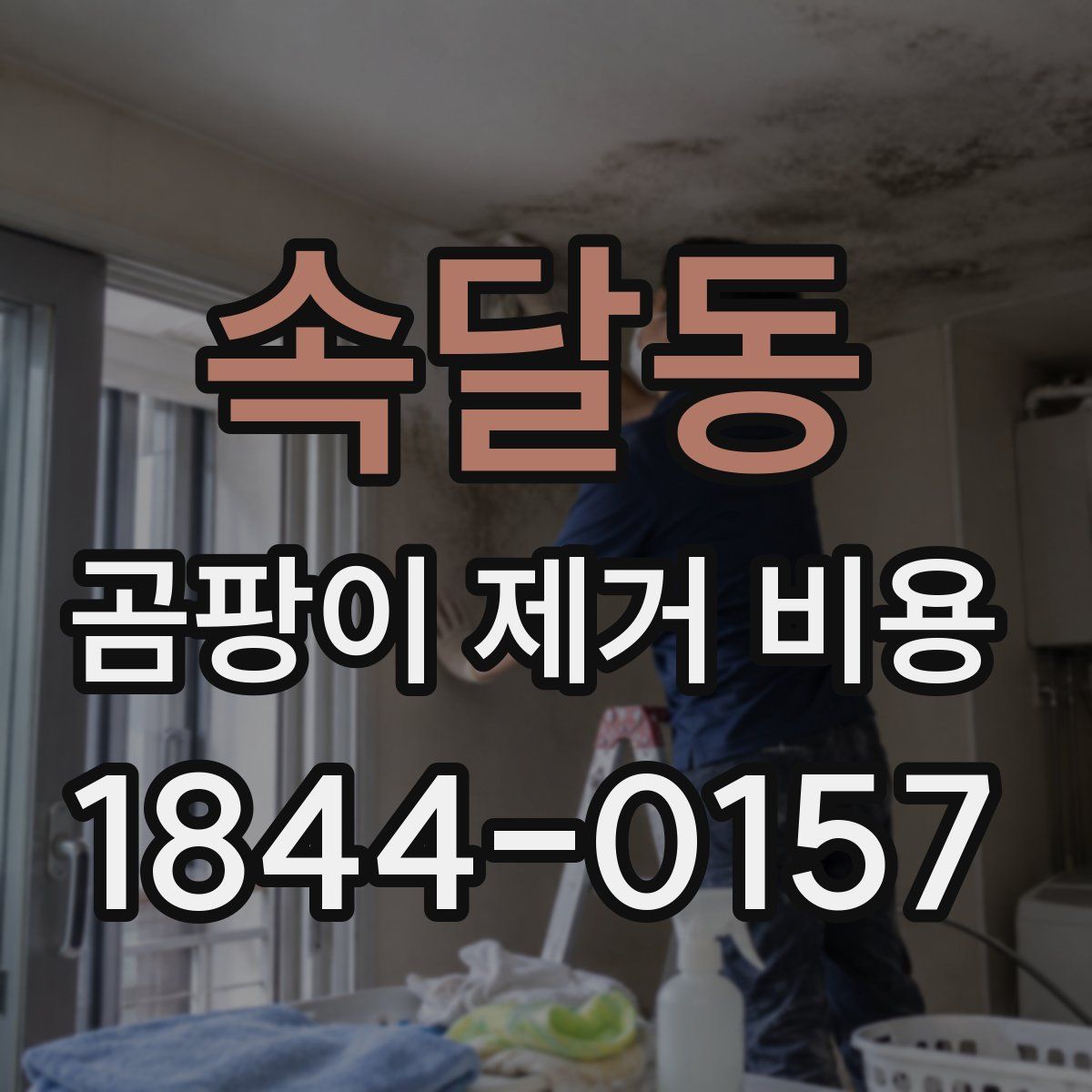 속달동 곰팡이 제거 비용