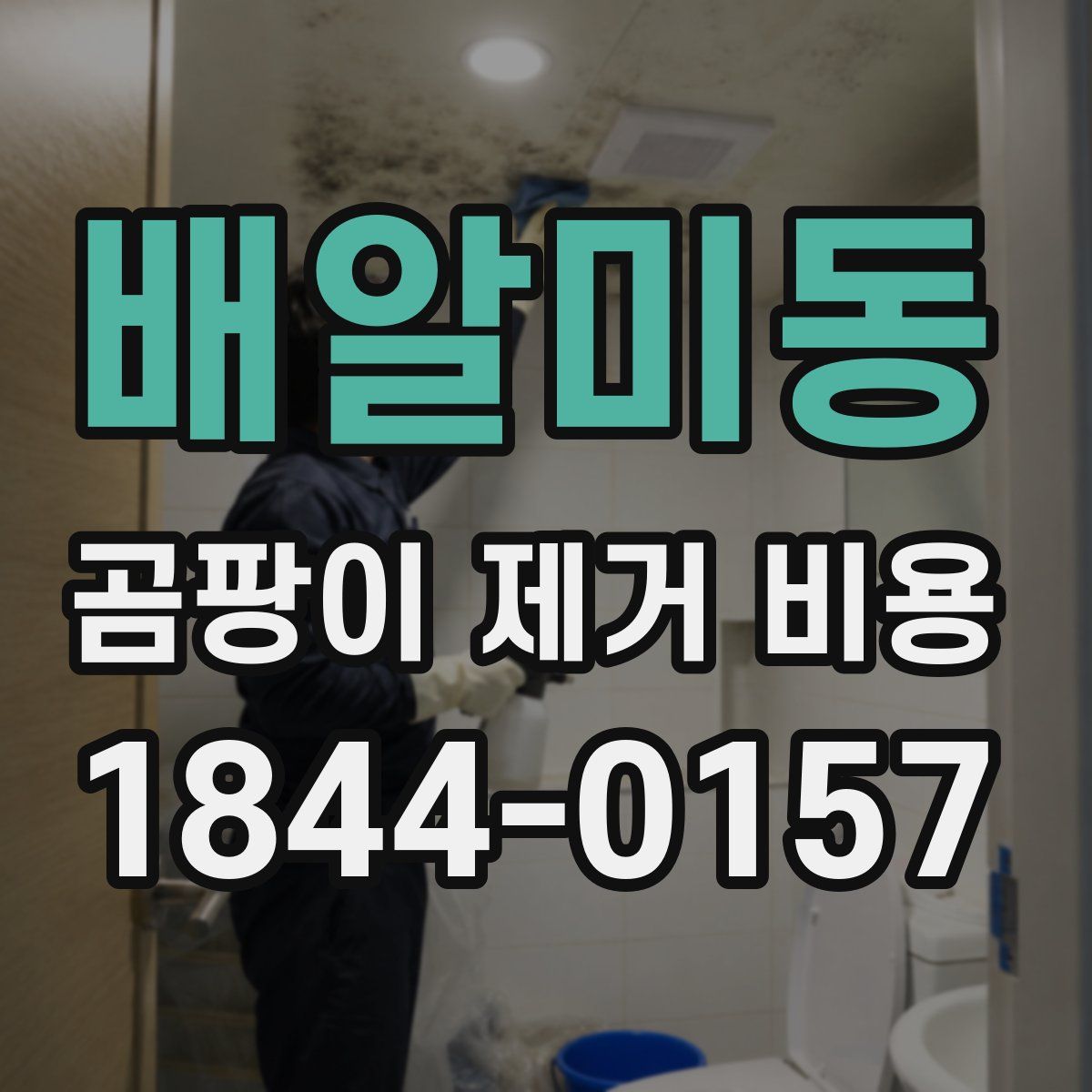 배알미동 곰팡이 제거 비용