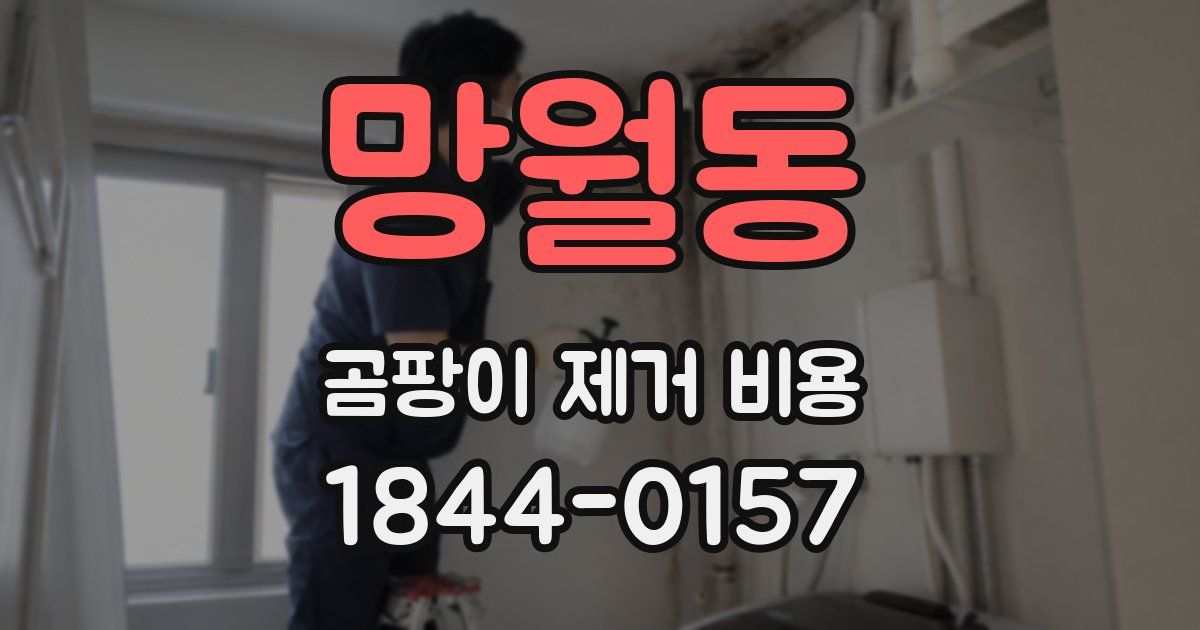 망월동 곰팡이 제거 비용