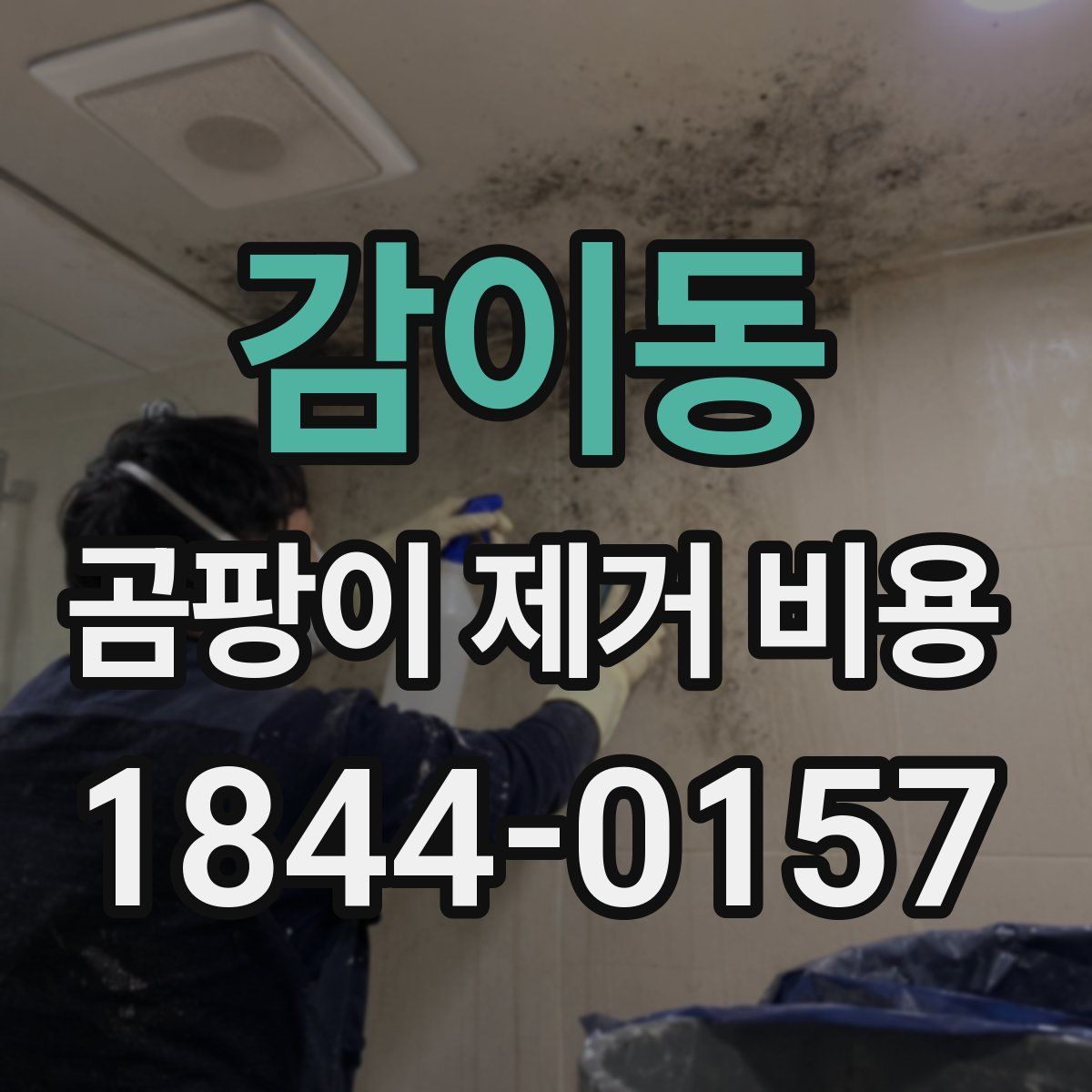 감이동 곰팡이 제거 비용