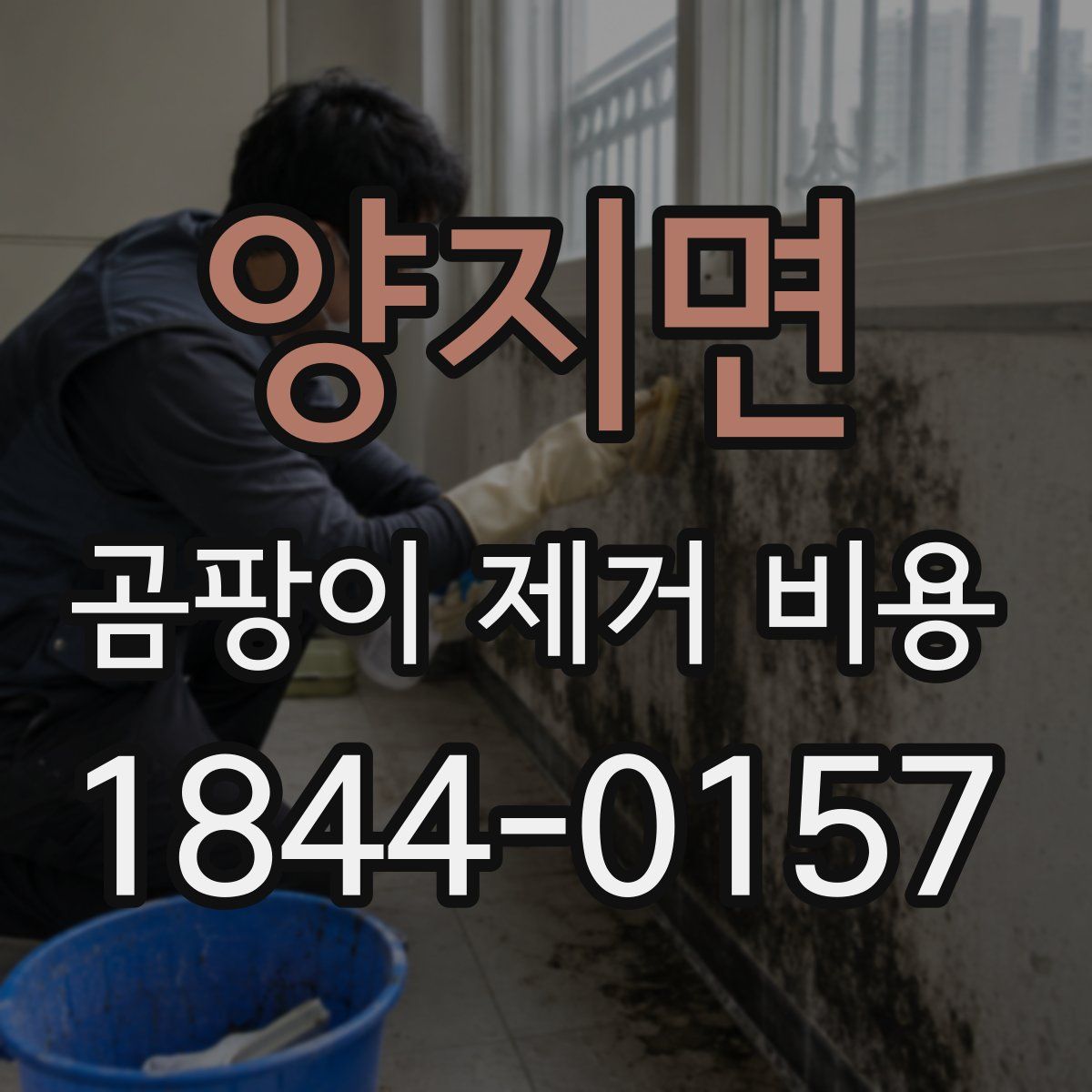 양지면 곰팡이 제거 비용