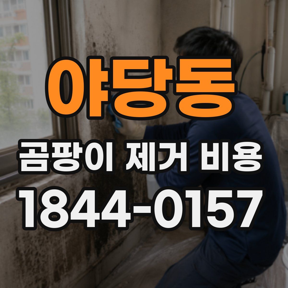야당동 곰팡이 제거 비용