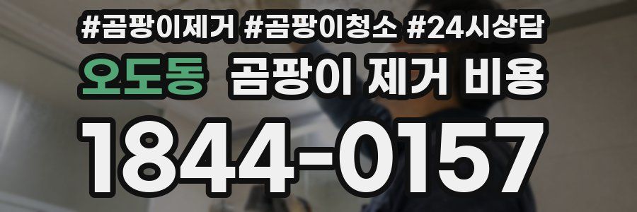 오도동 곰팡이 제거 비용